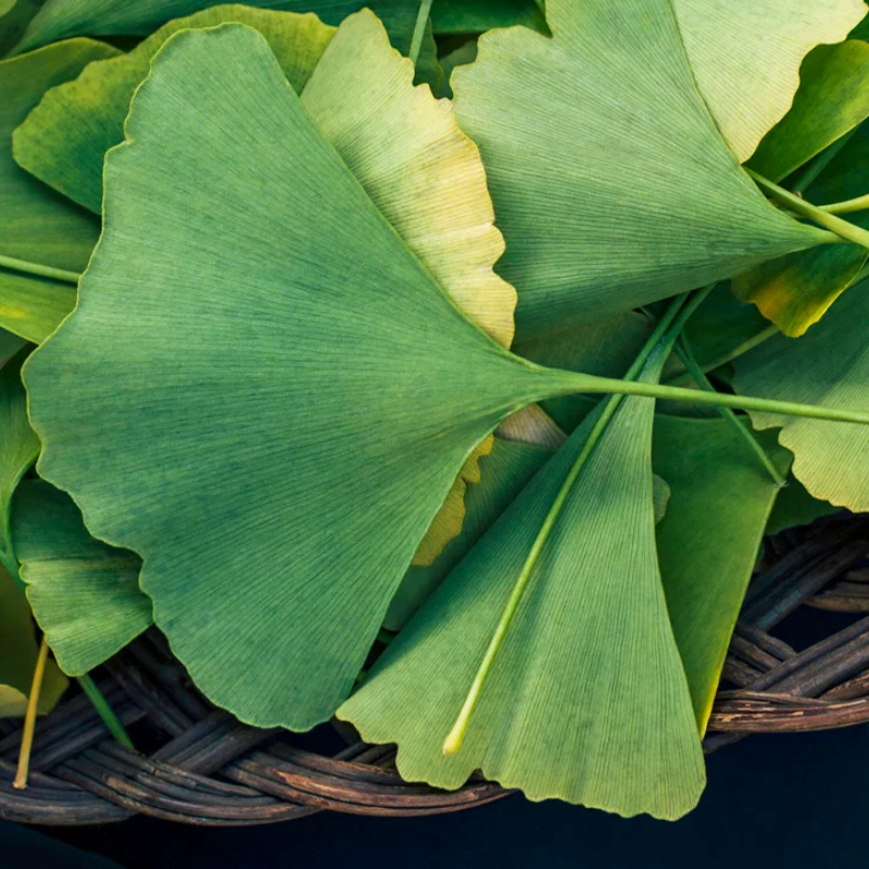 Ginkgo biloba L