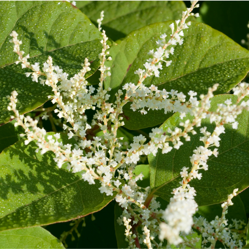 Japán keserűfű Polygonum cuspidatum